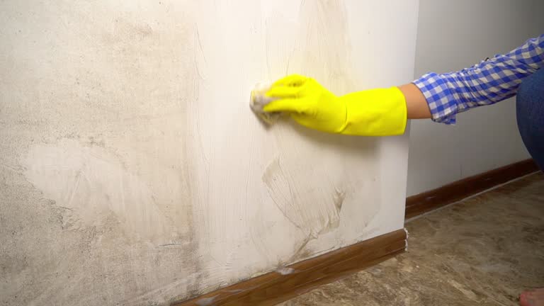 Best Black Mold Removal  in South Highpoint, FL