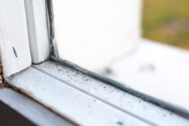Best Water Damage & Mold Remediation  in South Highpoint, FL