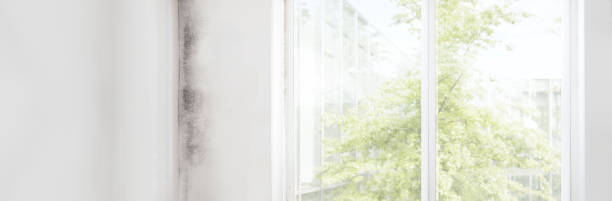 Best Dehumidification Services  in South Highpoint, FL