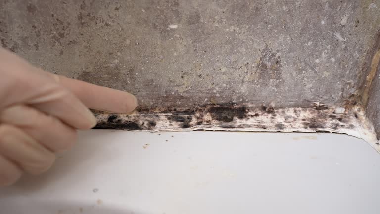 Mold Remediation for Vacation Homes in South Highpoint, FL