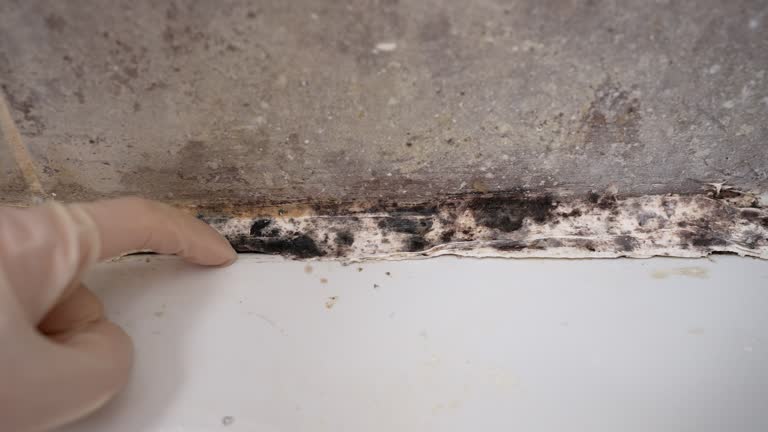 Best Crawl Space Mold Remediation  in South Highpoint, FL